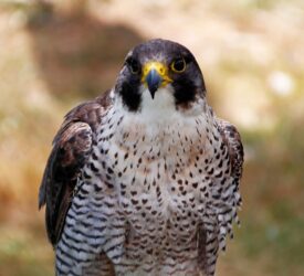 PSNI and NI raptor group part of Wildlife Crime Operation of the Year winners