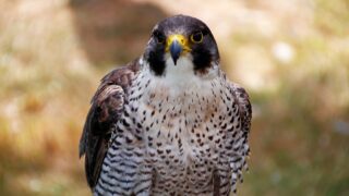 PSNI and NI raptor group part of Wildlife Crime Operation of the Year winners