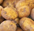 Ground conditions interrupt NI potato harvest