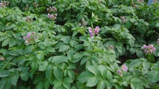 Tillage advice: Maintaining soil nutrient reserves