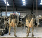 Ensuring the correct BCS is achieved this winter