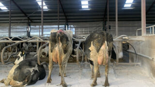 Ensuring the correct BCS is achieved this winter