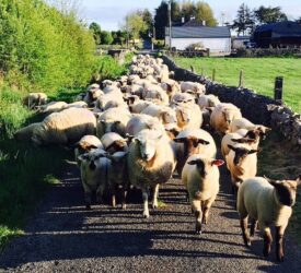 Livestock worrying: New law passed in England and Wales