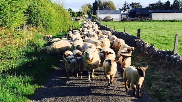 Livestock worrying: New law passed in England and Wales