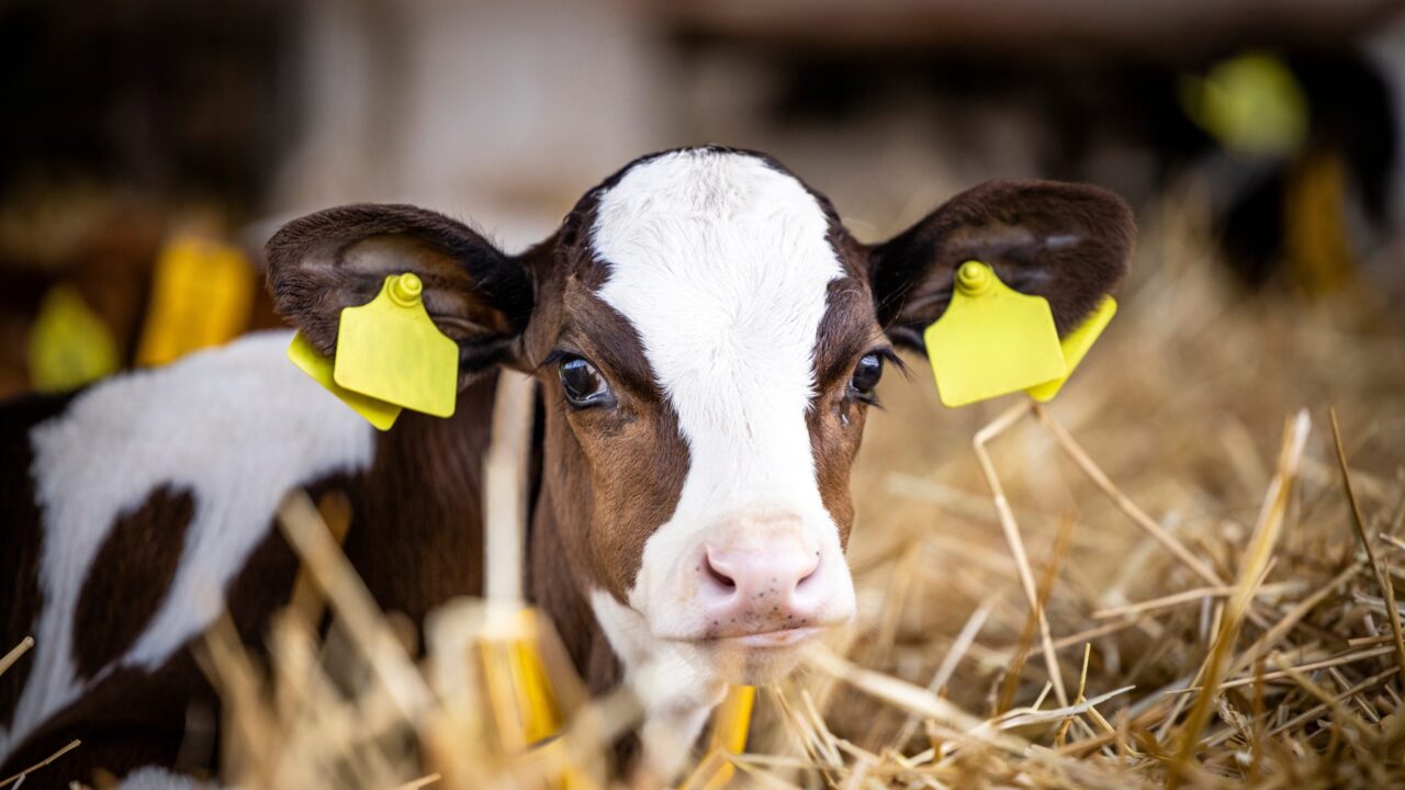 DAERA to introduce EID tagging for newborn cattle in NI