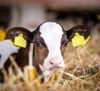 DAERA to introduce EID tagging for newborn cattle in NI