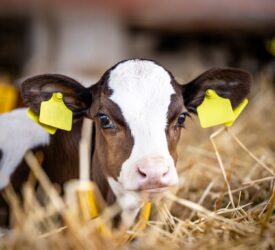 DAERA to introduce EID tagging for newborn cattle in NI