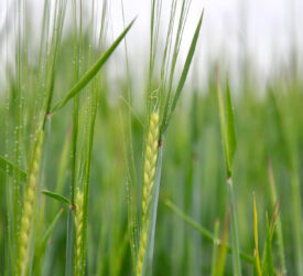 Tillage: Boosting photosynthesis rates in crops