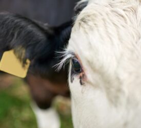 UFU: ‘No intention to cull animals’ at this time in relation to bluetongue