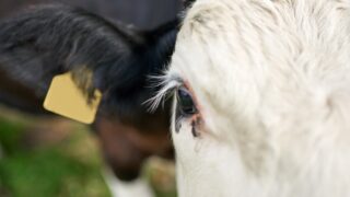 Suspected bluetongue cases on fourth Co. Down farm