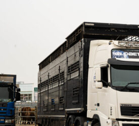 Consignments of lamb set to return to UK after being seized in France