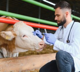 France to begin vaccination against lumpy skin disease