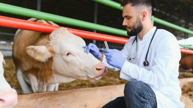 France to begin vaccination against lumpy skin disease