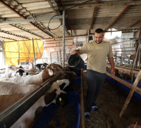 FAO: 72,000 West Bank families need emergency agricultural assistance