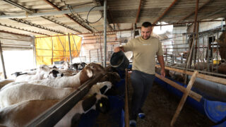 FAO: 72,000 West Bank families need emergency agricultural assistance