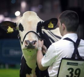 Entries to RUAS Winter Fair down 25% due to bluetongue