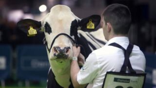 Entries to RUAS Winter Fair down 25% due to bluetongue