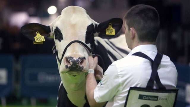 Entries to RUAS Winter Fair down 25% due to bluetongue