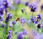 Muir opens consultation on draft NI nature strategy