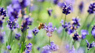 Muir opens consultation on draft NI nature strategy