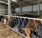 Calls for fairer prices for NI beef 30 years after 1996 BSE crisis