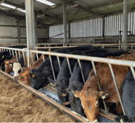 Calls for fairer prices for NI beef 30 years after 1996 BSE crisis