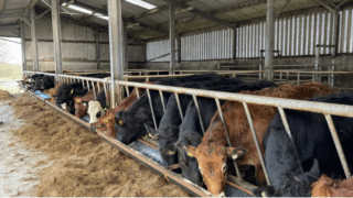 Calls for fairer prices for NI beef 30 years after 1996 BSE crisis