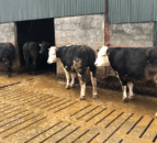 Value of using data records to benchmark farm performance