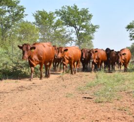 South African livestock industry in crisis as FMD spreads like wildfire