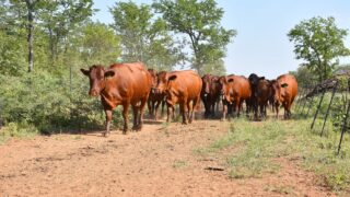 South African livestock industry in crisis as FMD spreads like wildfire