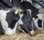 Growing threat of animal disease ‘deeply concerning’ – UFU