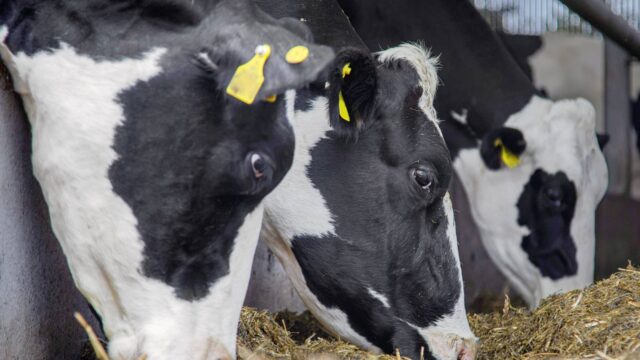 Growing threat of animal disease ‘deeply concerning’ – UFU