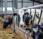 Trials to start on link between sulphur content in feed, metabolic issues and Bovaer