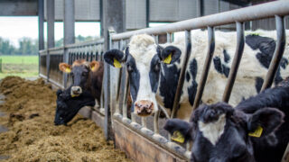 Trials to start on link between sulphur content in feed, metabolic issues and Bovaer