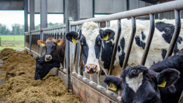 Trials to start on link between sulphur content in feed, metabolic issues and Bovaer