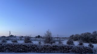 Frosty conditions impact livestock sales across Ireland