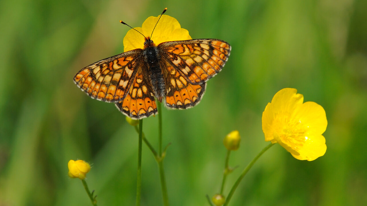 DAERA report on environmental improvements published