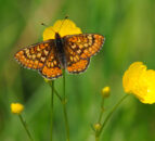 DAERA report on environmental improvements published