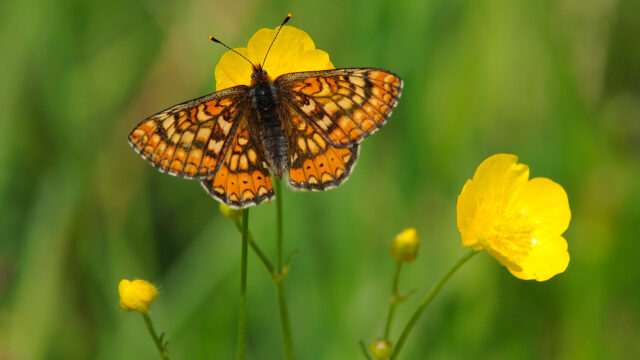 DAERA report on environmental improvements published