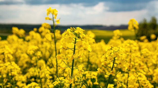 Tillage: Olive oil extract mitigates insecticide resistance pressures
