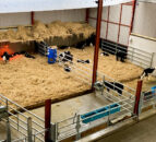 Why hygiene and biosecurity are critical during calving season