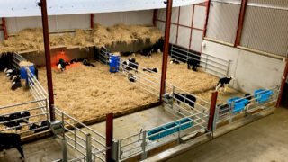 Why hygiene and biosecurity are critical during calving season