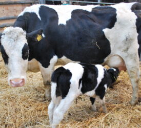 Preparing for quality colostrum ahead of the calving season