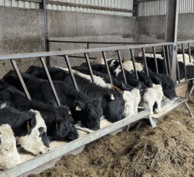 Tips and advice on improving ventilation in existing cattle sheds