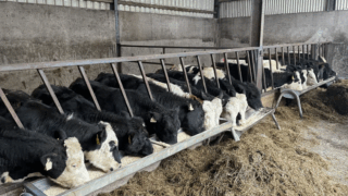 Tips and advice on improving ventilation in existing cattle sheds