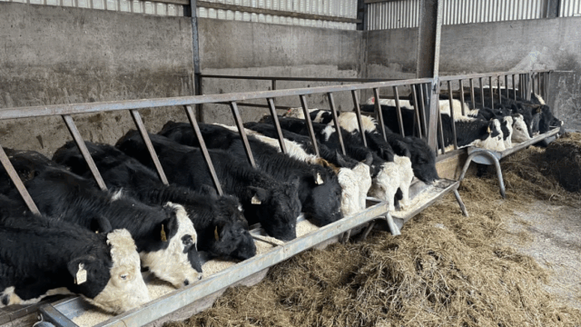 Tips and advice on improving ventilation in existing cattle sheds