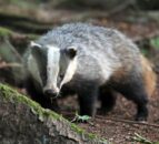 NI habitats and species ‘suffering from decades of neglect’ – Muir