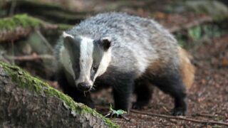 NI habitats and species ‘suffering from decades of neglect’ – Muir
