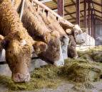 New project to explore alternative livestock feeds to reduce emissions