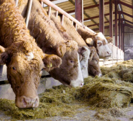 New project to explore alternative livestock feeds to reduce emissions